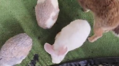 Çiftlikte birlikte beslenen sevimli tavşanlar..