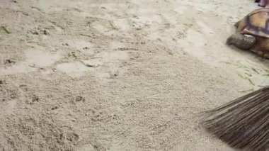 Küçük domuzlar çiftlikte yaşar ve doğal ortamlarında mutludurlar..