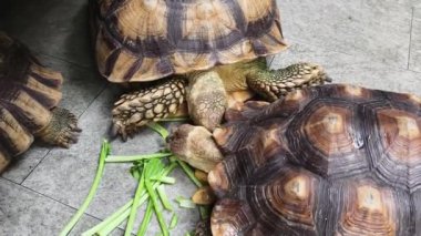 Doğal ortamında büyük kahverengi deniz kaplumbağası..