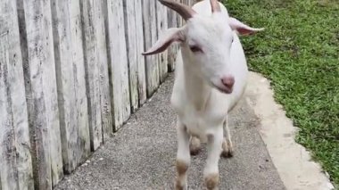 Kırsal bir çiftlikte otlayan kara koyun ve keçiler..