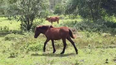 Güzel atlar kırsal bir çiftlikteki ahırda birlikte yaşarlar.. 
