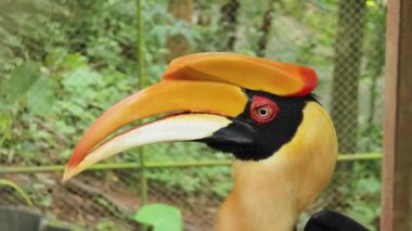 Görkemli doğal ortamında eşsiz ve dikkate değer özelliklerini sergileyen çarpıcı boynuzlu bir kuş..