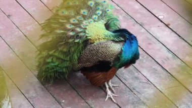 Canlı ve renkli bir tavus kuşunun güzel sığınak alanını süslediği görülebilir..