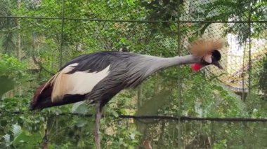 Taçlı bir turna zarif bir şekilde sergiliyor çarpıcı ve canlı tüylerini yemyeşil ve renkli yaprakların arasında