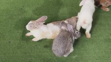 Çiftlikte birlikte beslenen sevimli tavşanlar..