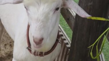 Kırsal bir çiftlikte otlayan kara koyun ve keçiler..