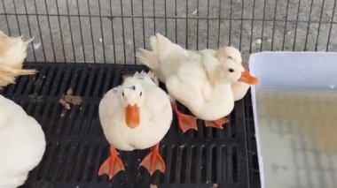 Çiftlikteki beyaz ördeklerin doğal bir davranışı vardır..