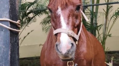 Güzel atlar kırsal bir çiftlikteki ahırda birlikte yaşarlar.. 