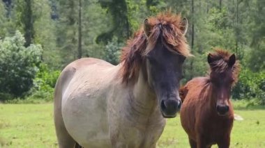 Güzel atlar kırsal bir çiftlikteki ahırda birlikte yaşarlar.. 