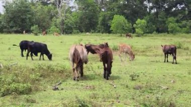 Güzel atlar kırsal bir çiftlikteki ahırda birlikte yaşarlar.. 