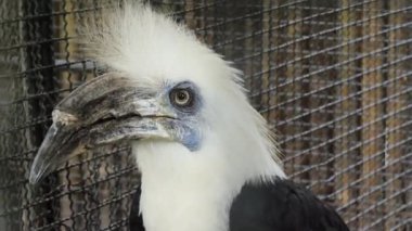 Görkemli doğal ortamında eşsiz ve dikkate değer özelliklerini sergileyen çarpıcı boynuzlu bir kuş..