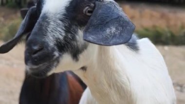 Kırsal bir çiftlikte otlayan kara koyun ve keçiler..