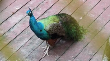 Canlı ve renkli bir tavus kuşunun güzel sığınak alanını süslediği görülebilir..