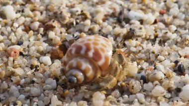 Bu video münzevi yengeçlerinin yumuşak kum ve davranışlar boyunca seyahat ettiğini gösteriyor..