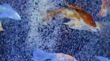 Sakin bir sualtı sahnesinde berrak bir akvaryumda renkli balıklar yer alır..
