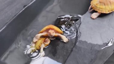 Suda zarif bir şekilde yüzen kırmızı gözlü bir kaplumbağanın videosu..