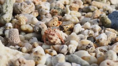 Bu video münzevi yengeçlerinin yumuşak kum ve davranışlar boyunca seyahat ettiğini gösteriyor..