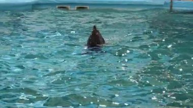 Video gösterileri yunuslar havuzda oyun oynuyorlar..