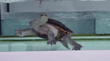 Yüzen bir kaplumbağa berrak su ve canlı su çevresi..