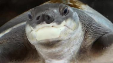 Yüzen bir kaplumbağa berrak su ve canlı su çevresi..