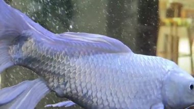 Canlı ve renkli balıklar canlı ve dinamik bir akvaryumda zarifçe yüzüyorlar..