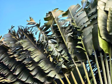 Arka planda uzun bir palmiye ağacı muazzam bir mavi gökyüzüne karşı durur..