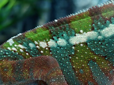 Kafasında belirgin bir boynuz olan bir bukalemunun yakın çekimi..