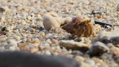 Bu video münzevi yengeçlerinin yumuşak kum ve davranışlar boyunca seyahat ettiğini gösteriyor..