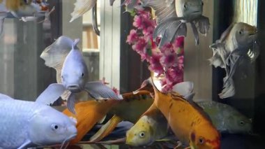 Canlı ve renkli balıklar canlı ve dinamik bir akvaryumda zarifçe yüzüyorlar..