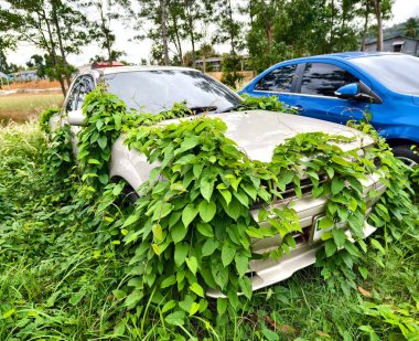Yoğun büyüyen bir ortamda terk edilmiş arabalar..