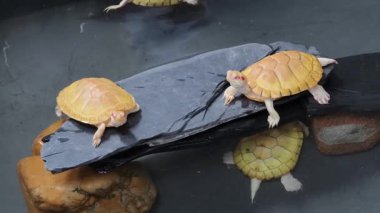 Şirin bir kaplumbağa etrafındaki muhteşem su ortamında vakit geçirmekten zevk alır..