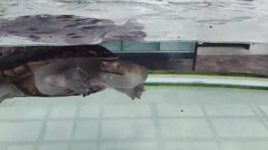 Yüzen bir kaplumbağa berrak su ve canlı su çevresi..