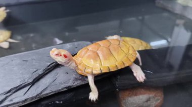 Şirin bir kaplumbağa etrafındaki muhteşem su ortamında vakit geçirmekten zevk alır..