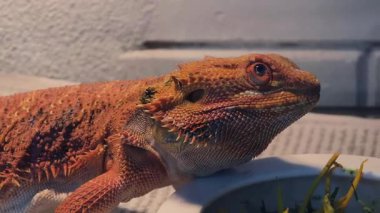 Doğal yaşam alanı içinde canlı turuncu bir iguananın çarpıcı bir yakın çekimi..