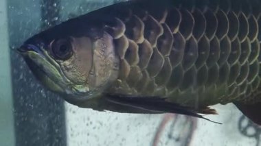 Canlı ve renkli balıklar canlı ve dinamik bir akvaryumda zarifçe yüzüyorlar..