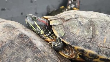 Şirin bir kaplumbağa etrafındaki muhteşem su ortamında vakit geçirmekten zevk alır..