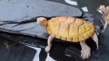 Şirin bir kaplumbağa etrafındaki muhteşem su ortamında vakit geçirmekten zevk alır..