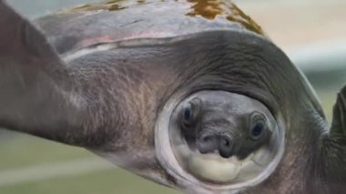 Yüzen bir kaplumbağa berrak su ve canlı su çevresi..