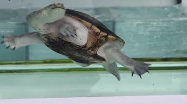 Yüzen bir kaplumbağa berrak su ve canlı su çevresi..