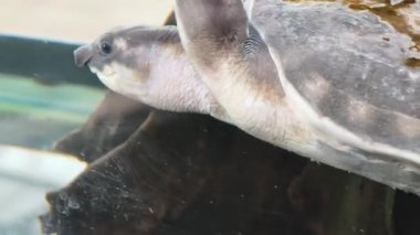 Yüzen bir kaplumbağa berrak su ve canlı su çevresi..