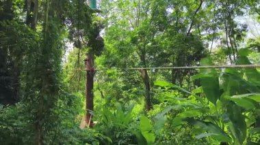 Kadın, etrafını saran kalın ormandan geçen bir halatla neşeli bir yolculuğun tadını çıkarıyor..