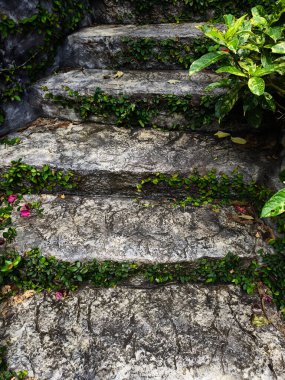 Canlı bitkiler ve çiçekler dizisi tarafından güzel tasarlanmış bir bahçede taş merdiven..