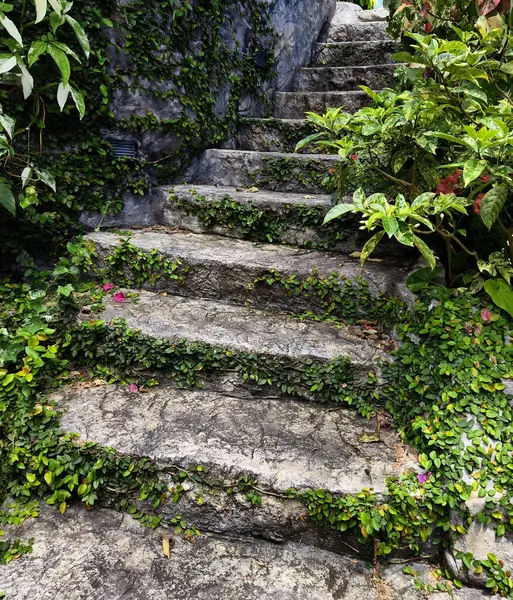 Canlı bitkiler ve çiçekler dizisi tarafından güzel tasarlanmış bir bahçede taş merdiven..