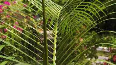 Güzel palmiye yaprakları rengarenk bir bahçede yavaşça sallanıyor..