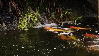 Güzel bir şelale ve zarifçe yüzen balıklarla dolu sakin bir gölet..