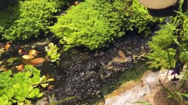 Cazibesini arttıran canlı bitkilerle ve engebeli kayalarla çevrili verimli bir bahçede zarif bir şelale.