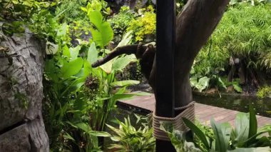 Güzel bir şelale ve zarifçe yüzen balıklarla dolu sakin bir gölet..