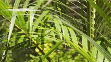 Güzel palmiye yaprakları rengarenk bir bahçede yavaşça sallanıyor..