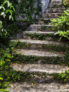 Canlı bitkiler ve çiçekler dizisi tarafından güzel tasarlanmış bir bahçede taş merdiven..