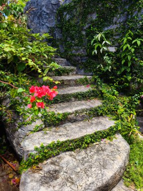 Canlı bitkiler ve çiçekler dizisi tarafından güzel tasarlanmış bir bahçede taş merdiven..